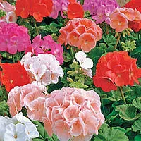 Pelargonia
